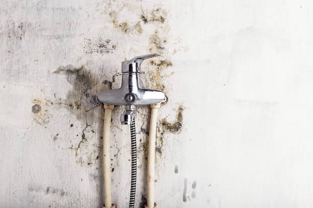 Best Black Mold Removal  in Milton, NY