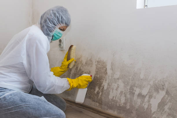 Best Certified Mold Removal  in Milton, NY