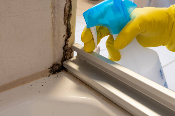 Best Fast Mold Removal  in Milton, NY