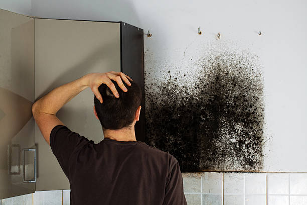 Best Attic Mold Removal  in Milton, NY