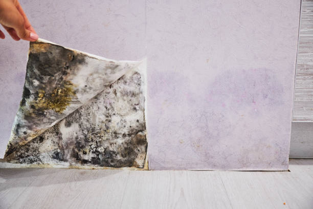 Best Mold Damage Repair  in Milton, NY